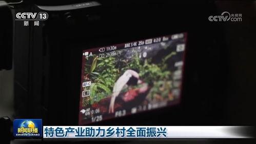 国产福利视频一区二区,精彩纷呈，带你领略国产影视魅力  第2张